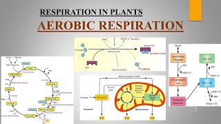 respiration in plants #part 3 aerobic respiration #chap12 I cls11th#biology#ncert#plantscience