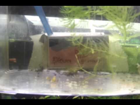 Coridoras 2 dias. Separadas en paridera