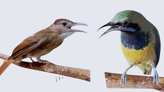 Download lagu ADU TEMBAK KAPAS TEMBAK GACOR FEAT CUCAK CUNGKOK ‼️ MASTERAN KICAU mp3