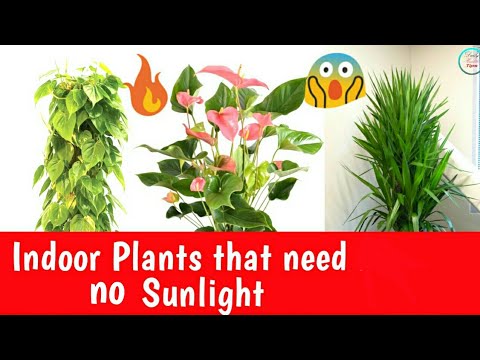 download lagu mp3 mp4 Indoor Flowering Plants That Don T Need Sunlight, download lagu Indoor Flowering Plants That Don T Need Sunlight gratis, unduh video klip Indoor Flowering Plants That Don T Need Sunlight