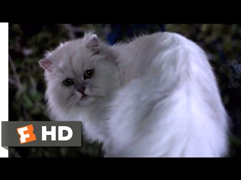 Stuart Little (1999) - Not Bad for a House Cat (10/10) | Movieclips