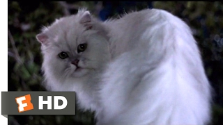 Stuart Little (1999) - Not Bad for a House Cat (10