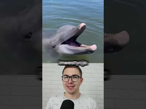 Naukowcy przez przypadek stworzyli mafię delfinów!