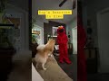 Dog S Reaction To Elmo Dogs Doglover Pomeranian Animals Sesamestreet Elmo Pets Shorts Cute