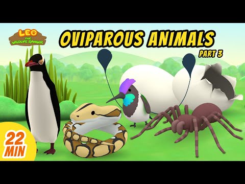 Oviparous Animals Minisode Compilation (Part 3/7) - Leo the Wildlife Ranger | Animation | For Kids