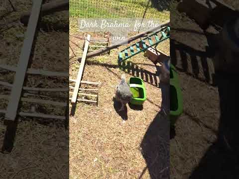 Brahma vs. Jersey Giant: Beetle Battle