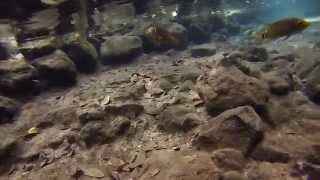 preview picture of video 'Snorkeling at cenote Xbatun, Yucatán (GoPro Hero 3 test)'