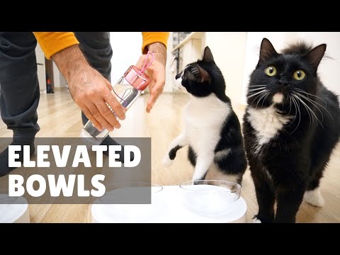 Do cats like elevated bowls? | Uni and Nami