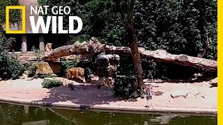 Lion Pounces on Unsuspecting Heron at an Amsterdam Zoo | Nat Geo Wild by Nat Geo WILD