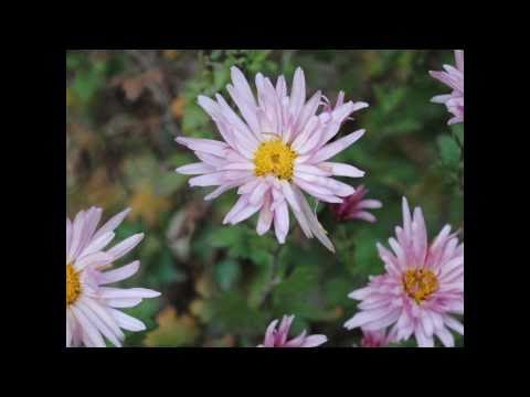 grupul Sion - Mii de oameni se grabesc