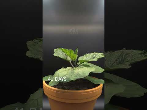 , title : '87 Days in 37 Seconds - Baby Eggplant Time-lapse'