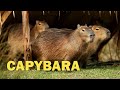 Capybara The Sound That The Amazing Capybara Makes