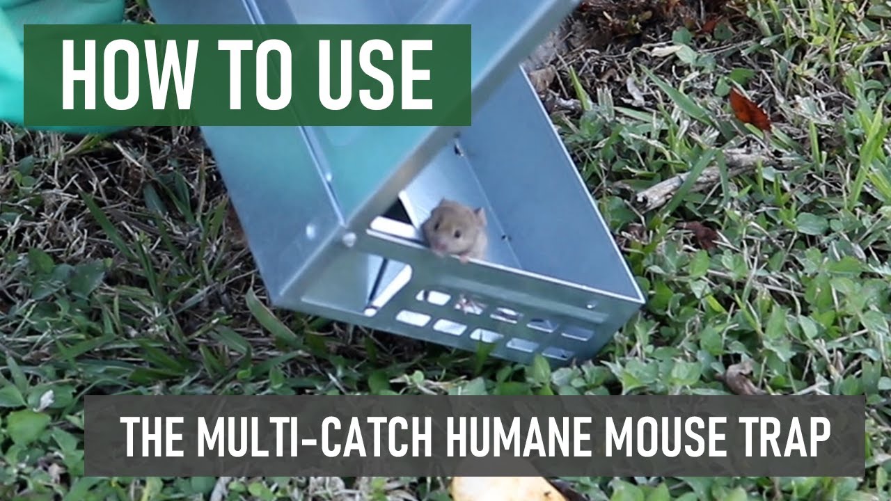 How to Use the Solutions Multi-Catch Humane Mouse Trap [DIY Rodent Control]