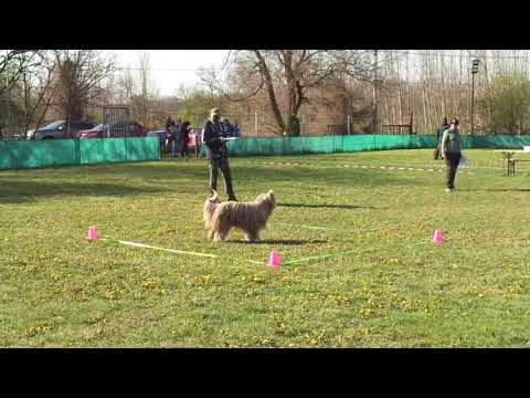 Lipton - Obedience Kezdő Vizsga