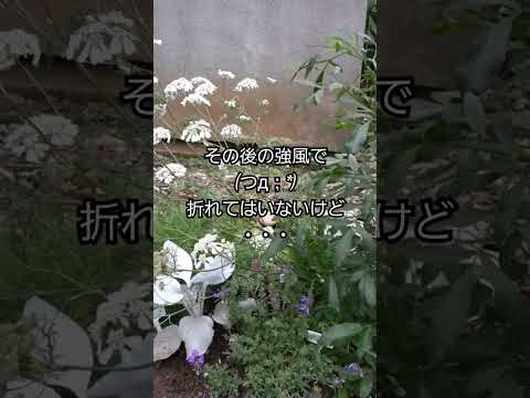 日陰にある吊り下げ植物はどれですか？日の当たらない庭やバルコニーに最適な7種  庭園