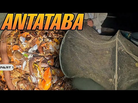 P1 - Matatabang Talangka - EP2116