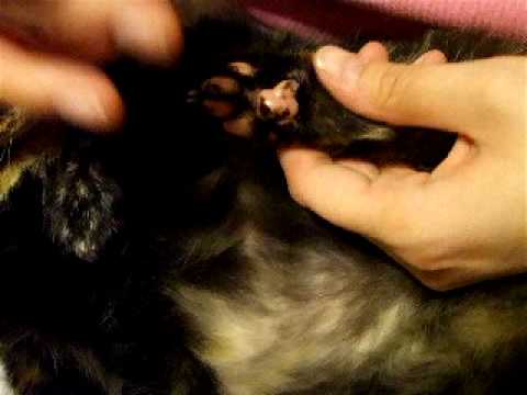 How to check your cat's blood sugar from their paw
