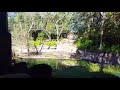 Animal Kingdom Safari Crocodiles