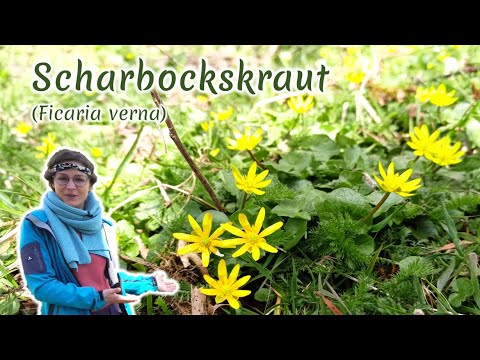Scharbockskraut (Ficaria verna) - Artenporträt: Merkmale | Ökologie | Wissenswertes