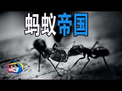 螞蟻是怎麼出現的