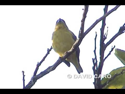 Thick-billed Euphonia, Eufonia Gorgiamarilla (Euphonia laniirostris) 2