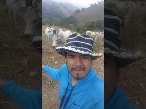 Visitando el Ganado de la familia en Puyango - Loja