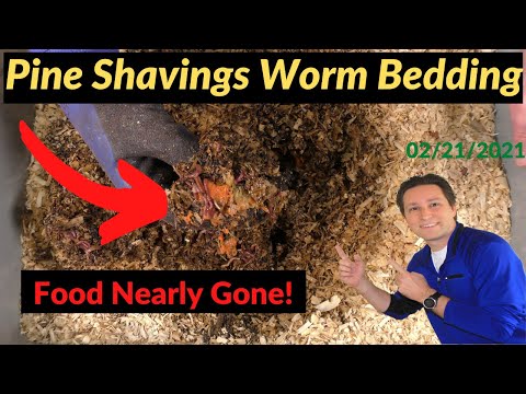 Using Pine Shaving as Bedding with Worms Update 2/21/2021