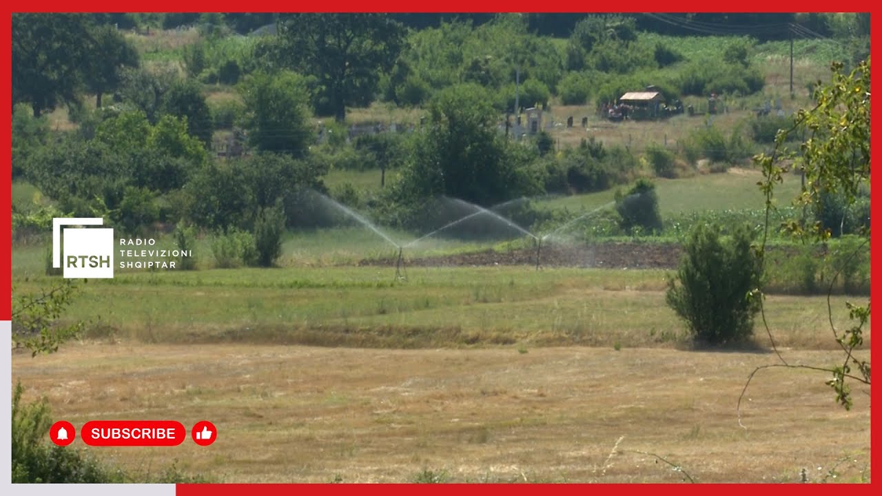 Në Kukës gati për korrjen e grurit, mekanikët gati, por sipërfaqet me grurë janë reduktuar