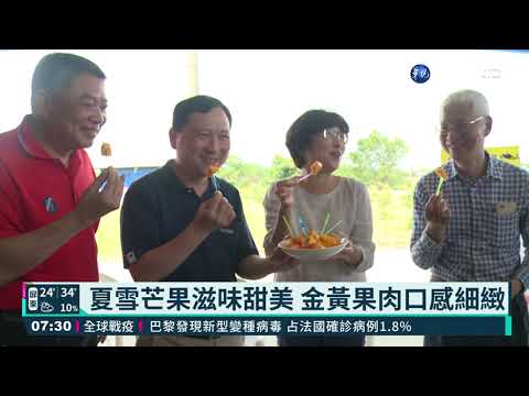 芒果界LV! 夏雪芒果外銷各國行情佳