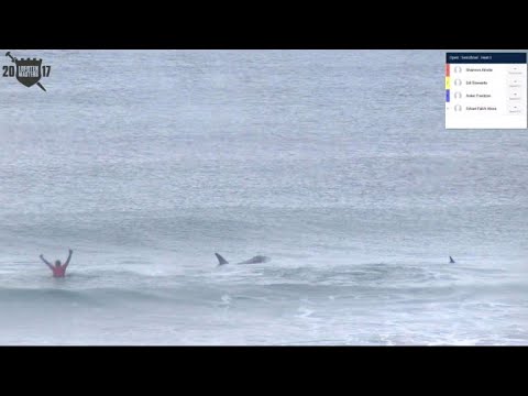 Killer Whales, the unlikely competitors in Norway surf contest