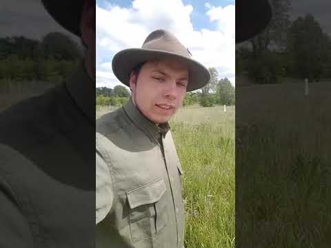 Kitzrettung vor der Mahd