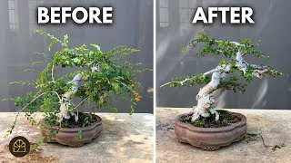 How to Make Your Chinese Elm Bonsai Look OLDER