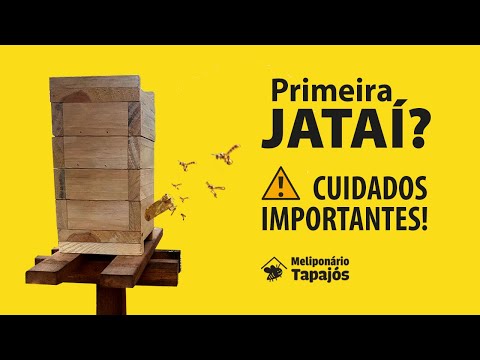 CUIDADOS com a primeira colmeia de ABELHAS JATAÍ