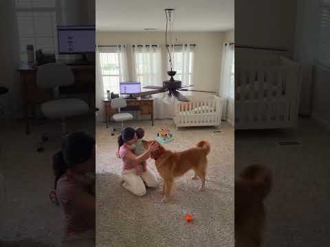 Hero Dog Saves Baby from Falling Ceiling Fan! 😱🐶