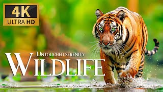 Untouched Serenity Wild 4K 🫎 Exploring Relaxation Wonderful Wildlife Movie with Relaxing Piano Music