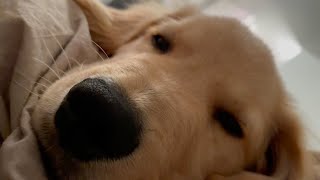 Relaxing in the morning with Bisuke is a blissful time 【Golden retriever puppy】