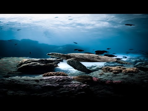 Turtle Paradise Undersea relaxing sound 🐢 Part 2