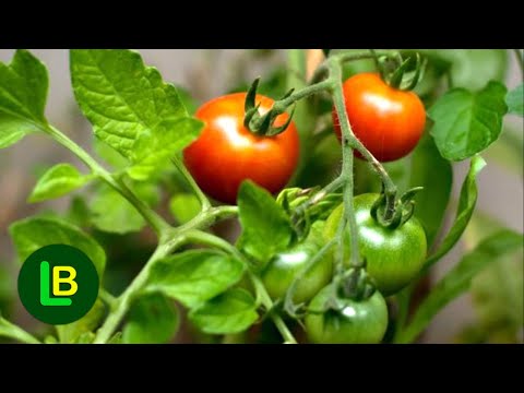 Hitna zaštita paradajza od plamenjače. Svi koji uzgajaju paradajz ovo moraju znati