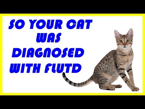 so your cat was diagnosed with flutd