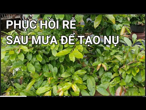 🔴QBS22243 - PHỤC HỒI RỄ MAI MIỀN BẮC SAU MƯA KÉO DÀI NHIỀU NGÀY |CÁCH TẠO NỤ MAI VÀNG MIỀN BẮC