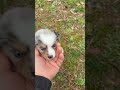 Australian Shepherd dogs for sale: Princess - Video 2