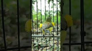 Download lagu Kombinasi Latihan Menggulir Kasar & Menembak Tajam untuk Pelatihan SUNBIRD #burung mp3
