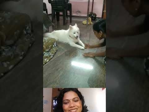 വിജയി ആരാണെന്ന് കണ്ടു നോക്കണേ.. 😍😍👌🏻👌🏻 #viralshort #puppyshorts #cutepuppies