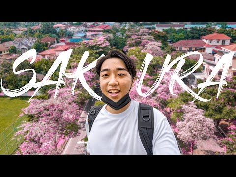 It's been 3 years since I last saw Sakura. This is such a nice surprise.