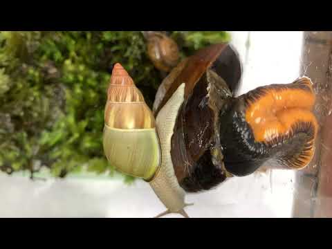 I am raising snails and they live in symbiosis with each other