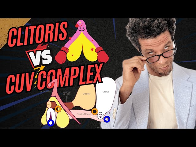 Understanding the Clitoris and the CUV Complex: A Comprehensive Guide