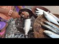 HILSA FISH CUTTING SKILL PALVA FISH BHARUCH FISH MARKET