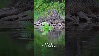 BEAVERLAND｜Ontario, Canada V3