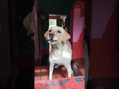 #short video funny Dog #short video Dog sound # 🐕🐕🐕@krishik6549
