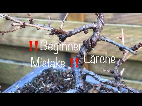 Anfängerfehler!!!Eingewachsener Draht bei der Lärche/Bonsai oder Kleinholz 2023-01